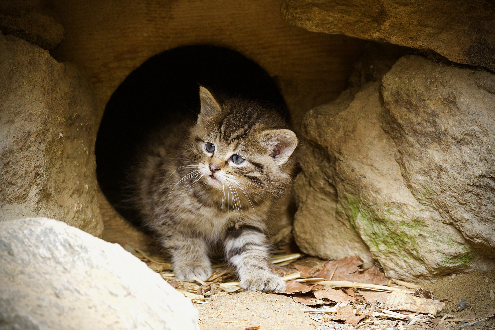 Wildkatzenbaby im Nationalpark Bayerischer Wald...