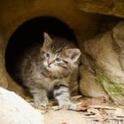 Wildkatzenbaby im Nationalpark Bayerischer Wald...