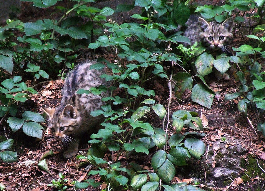 Wildkatzenbabys