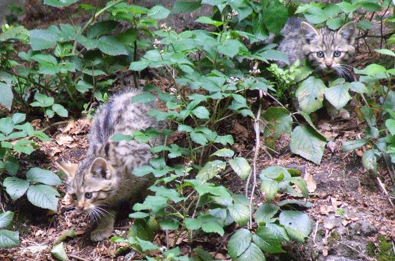 Wildkatzenbabys