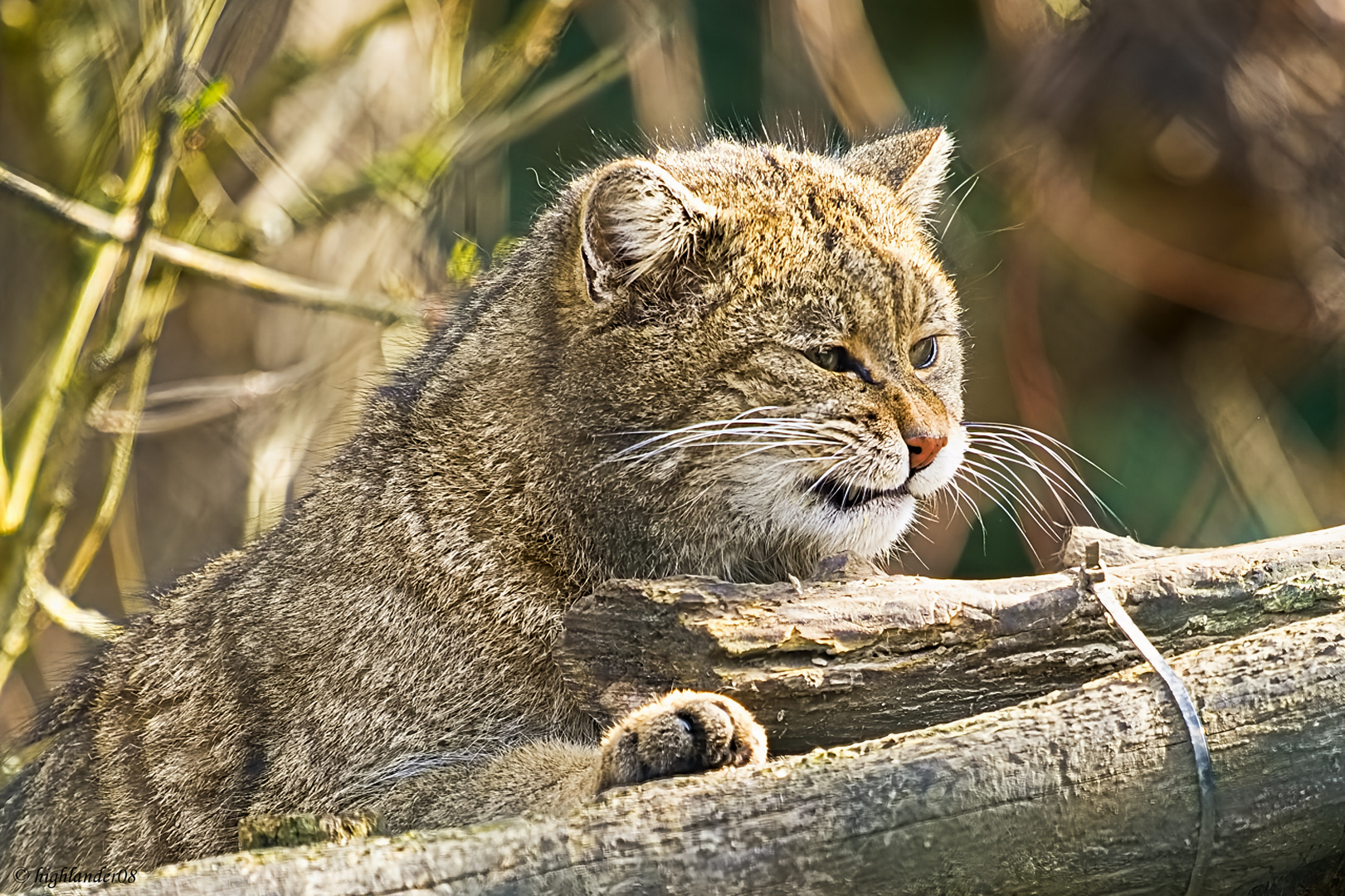 Wildkatzendorf  Hütscheroda