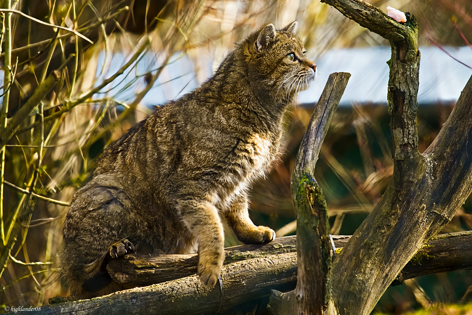 Wildkatzendorf  Hütscheroda