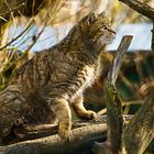 Wildkatzendorf  Hütscheroda