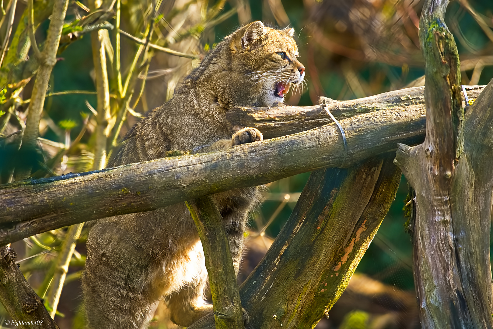 Wildkatzendorf  Hütscheroda