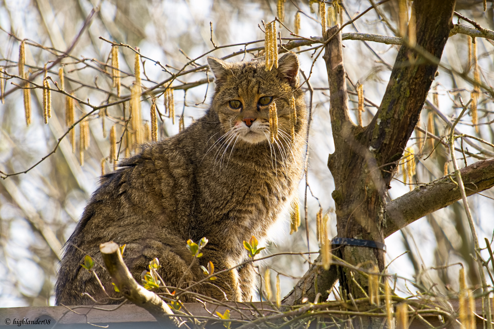 Wildkatzendorf  Hütscheroda