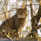 Wildkatzendorf  Hütscheroda