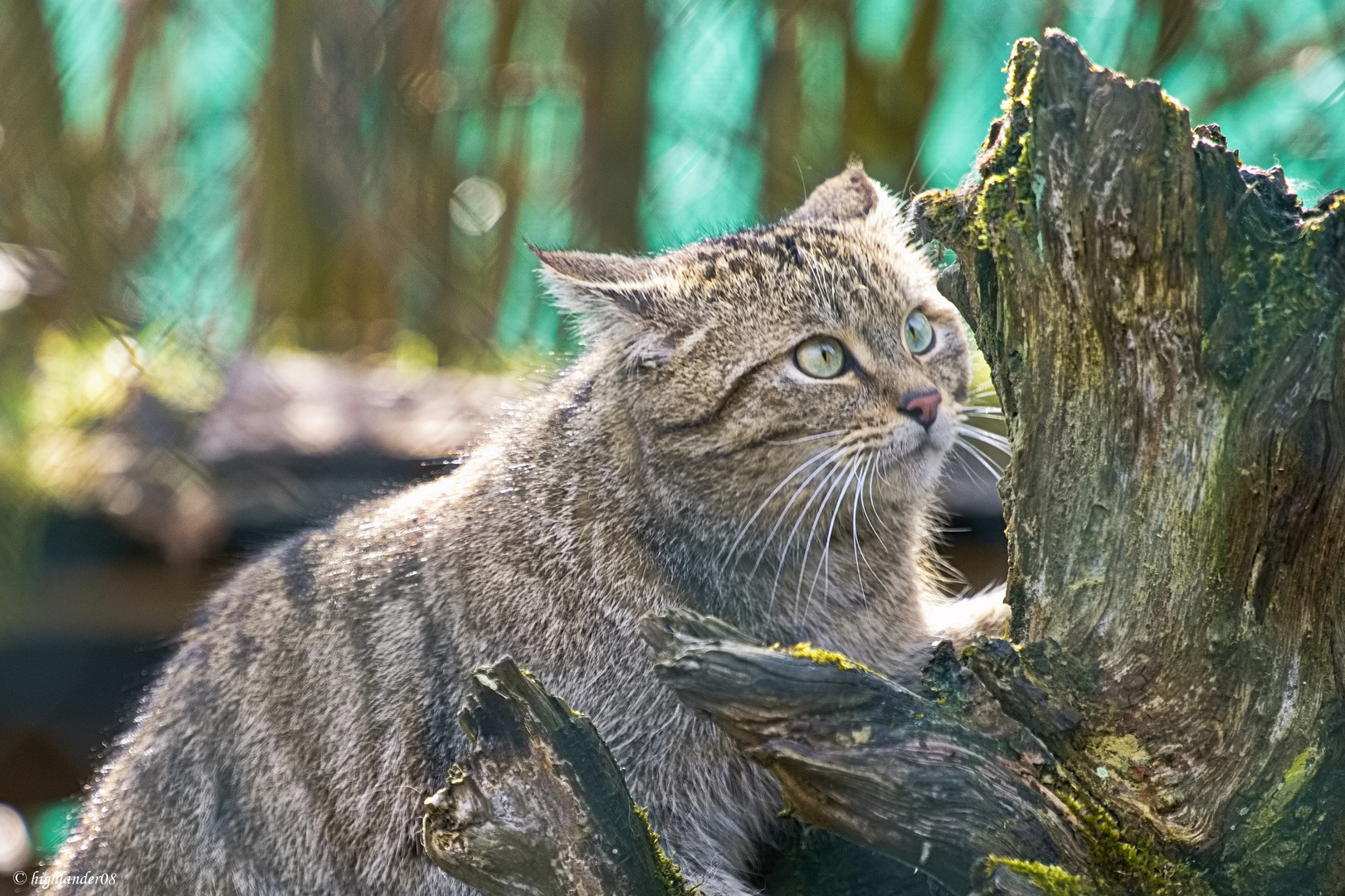 Wildkatzendorf  Hütscheroda