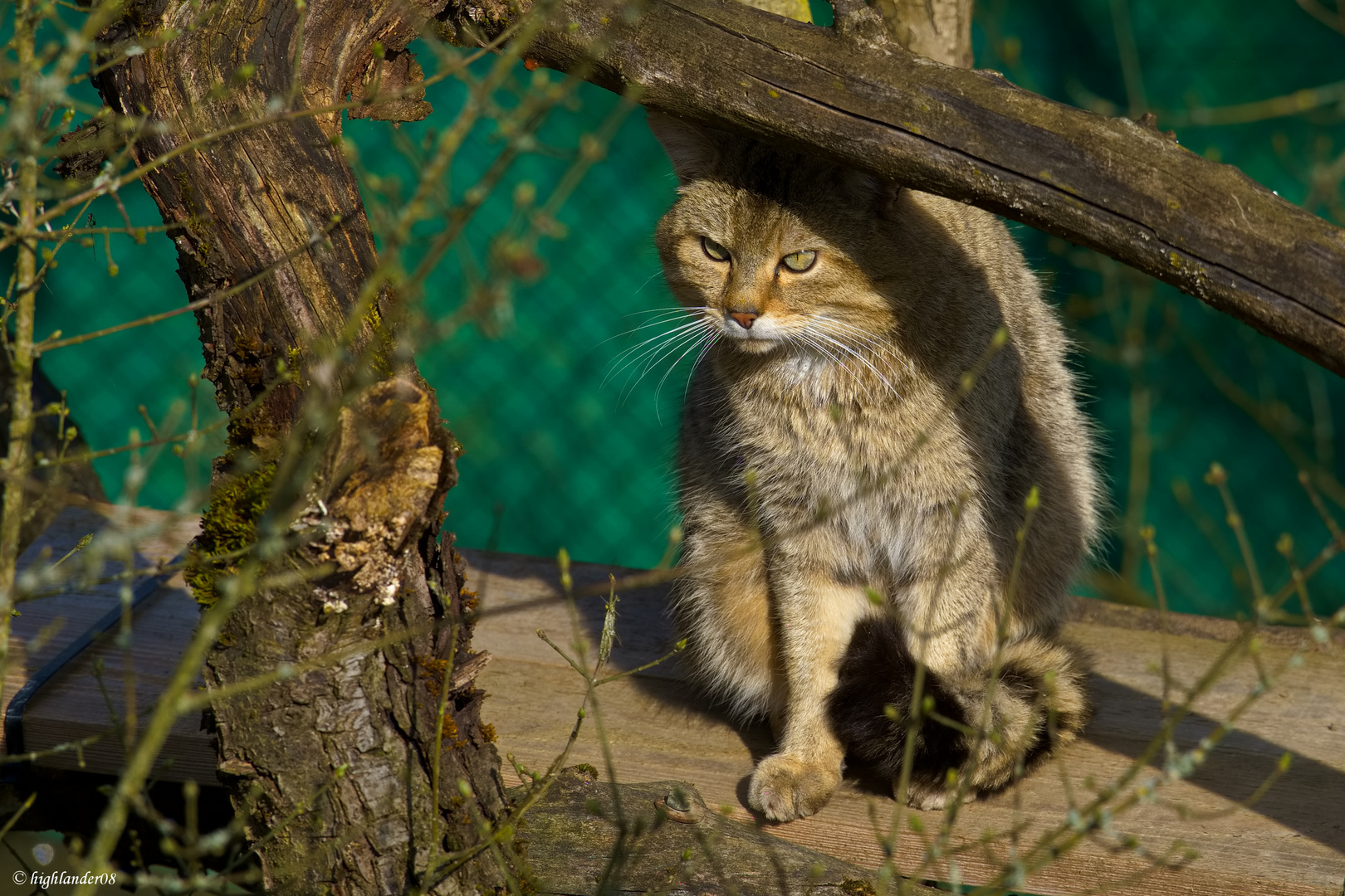 Wildkatzendorf  Hütscheroda