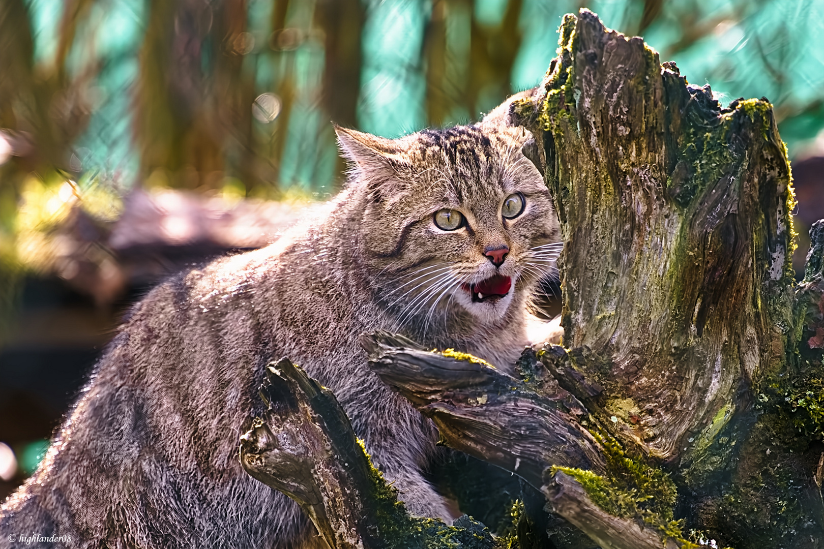 Wildkatzendorf  Hütscheroda