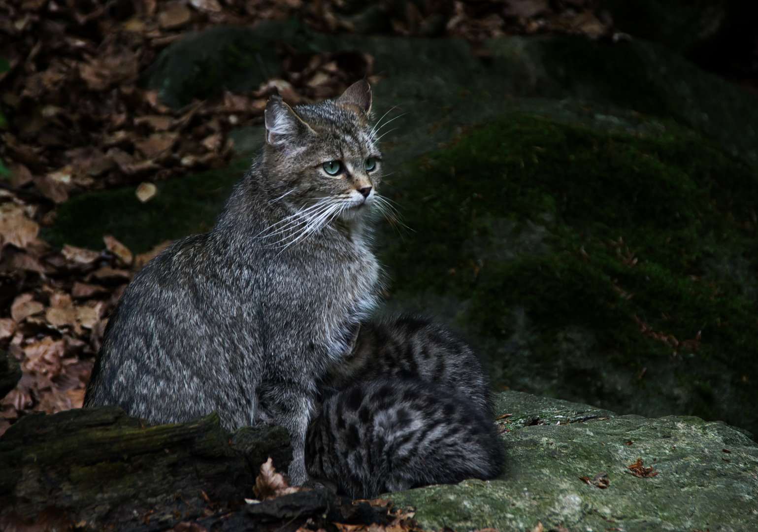 Wildkatzenfamilie