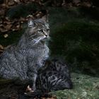 Wildkatzenfamilie