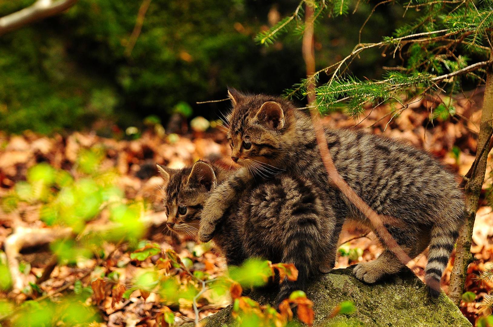 Wildkatzengeschwisterliebe