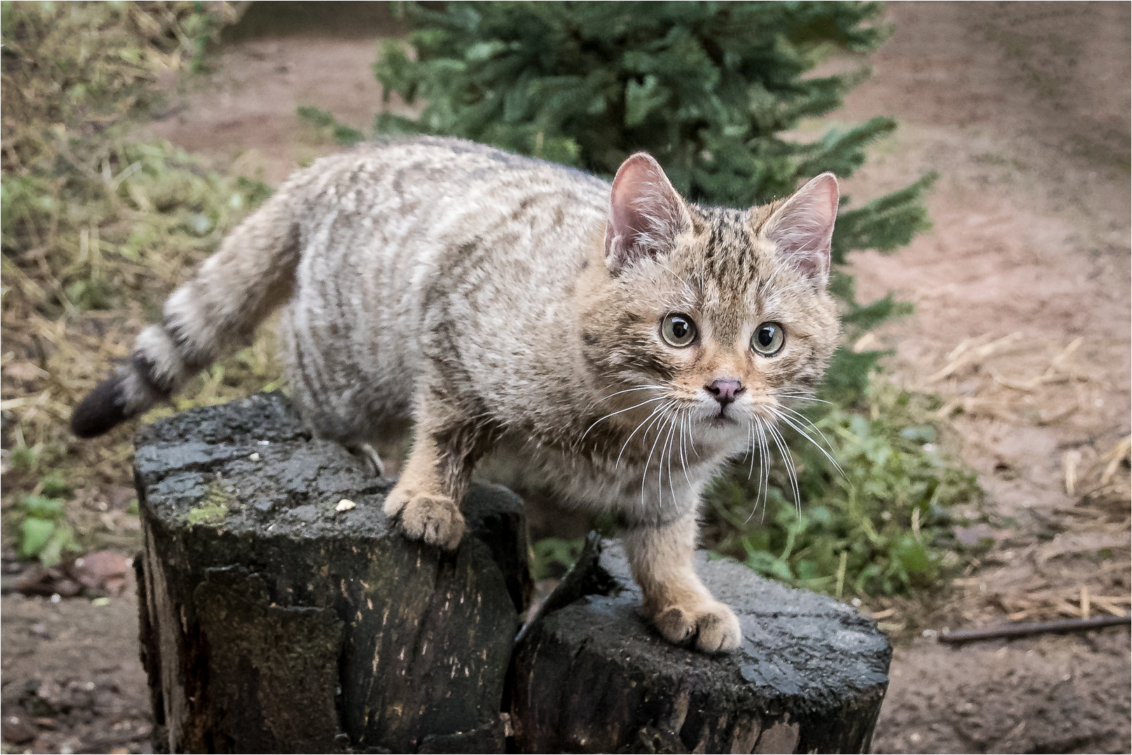 Wildkatzenjunges