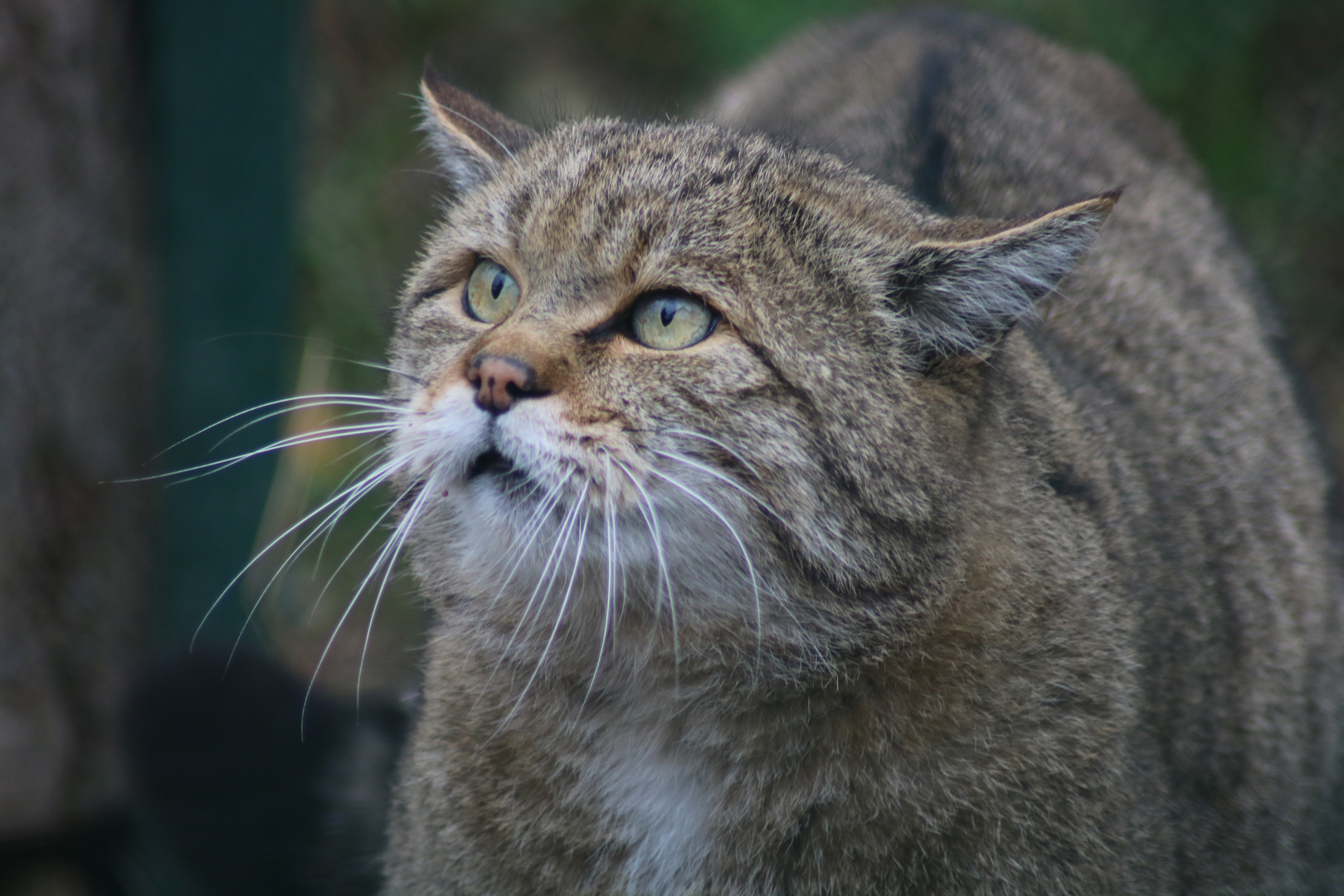 Wildkatzenkater