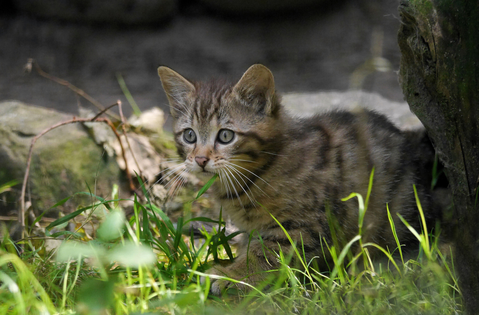 Wildkatzenkind