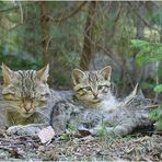 Wildkatzennachwuchs +++ Nationalpark Bayerischer Wald