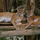 Wildkatzenpaar im Wildpark Assling ( Austria )