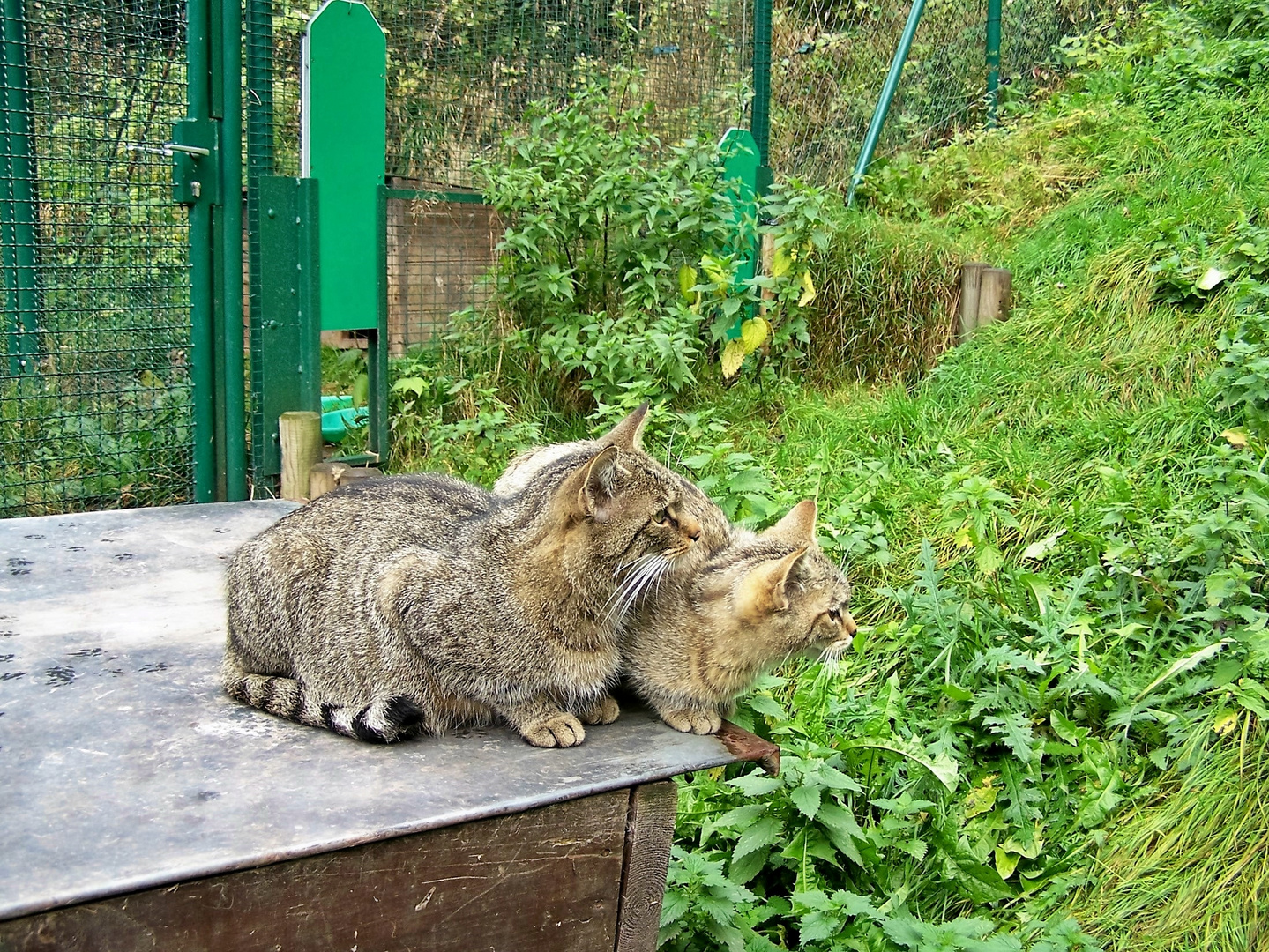 Wildkatzenpärchen