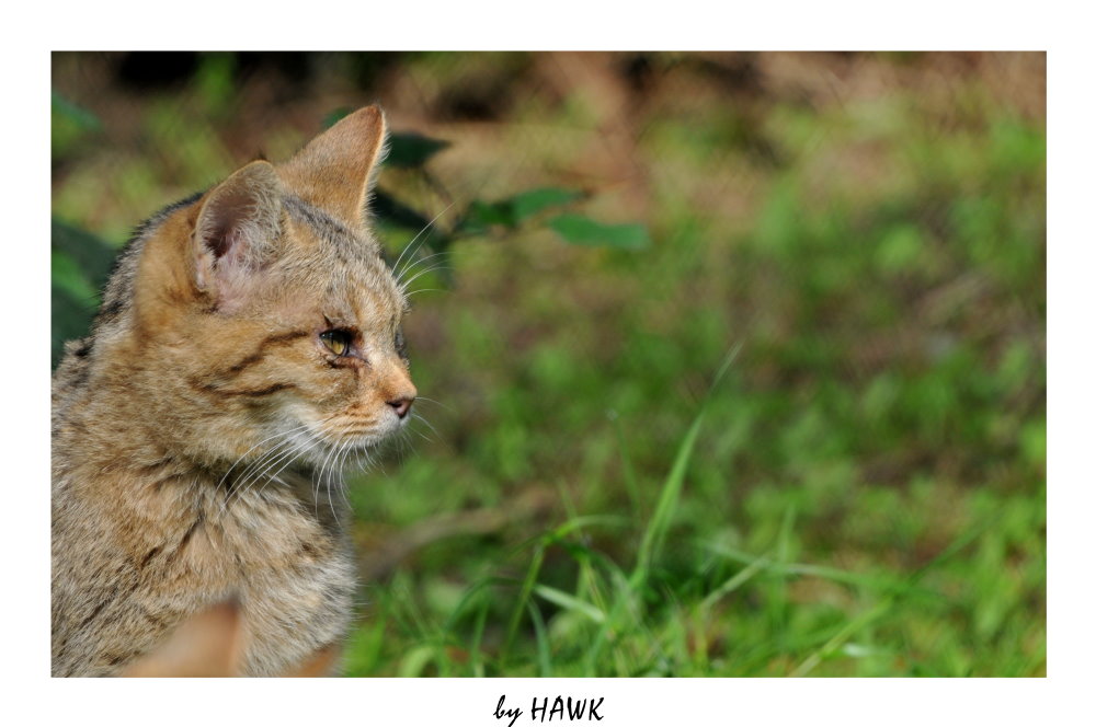 Wildkatzenporträit