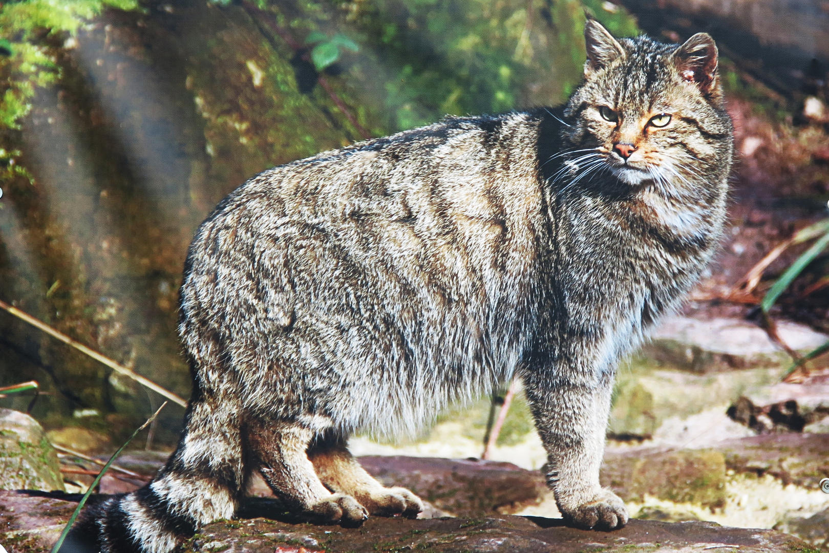 Wildkatzentafel an Ehmetsklinge Zaberfeld