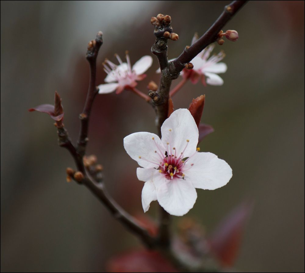 Wildkirchblüte von Seppl1959 