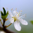 Wildkirsch Blüte