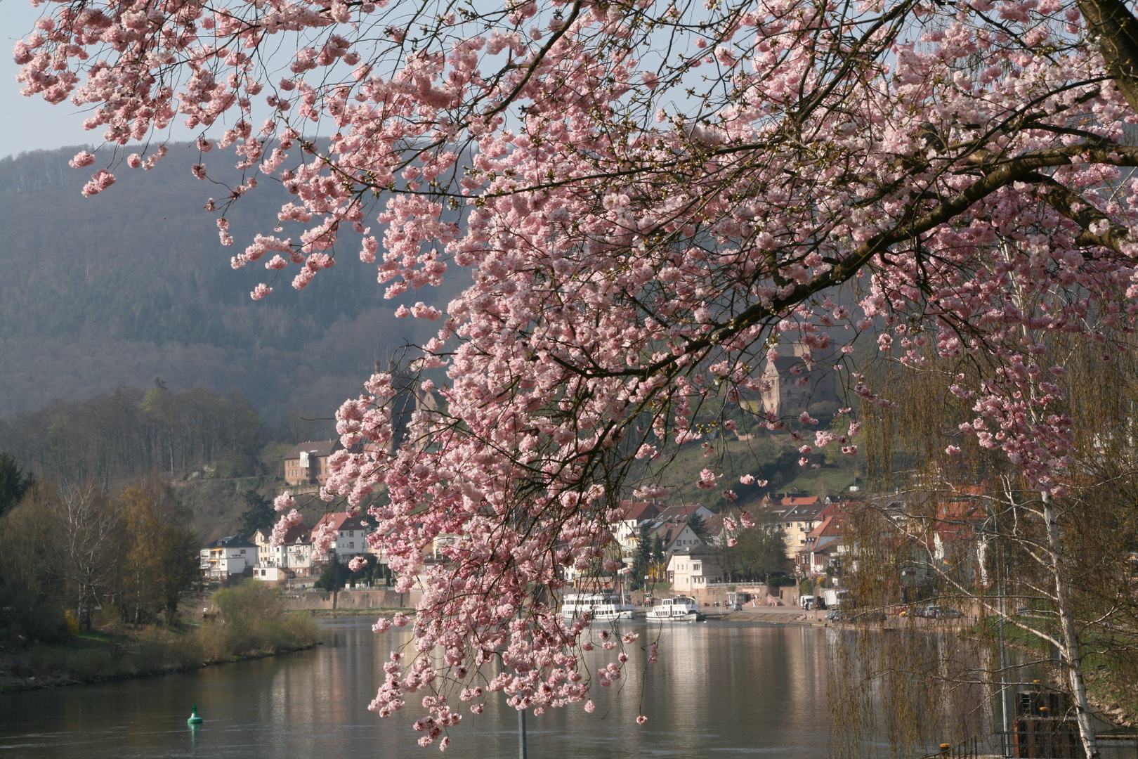 Wildkirsch-Blüten -Baum