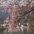 Wildkirsch-Blüten -Baum