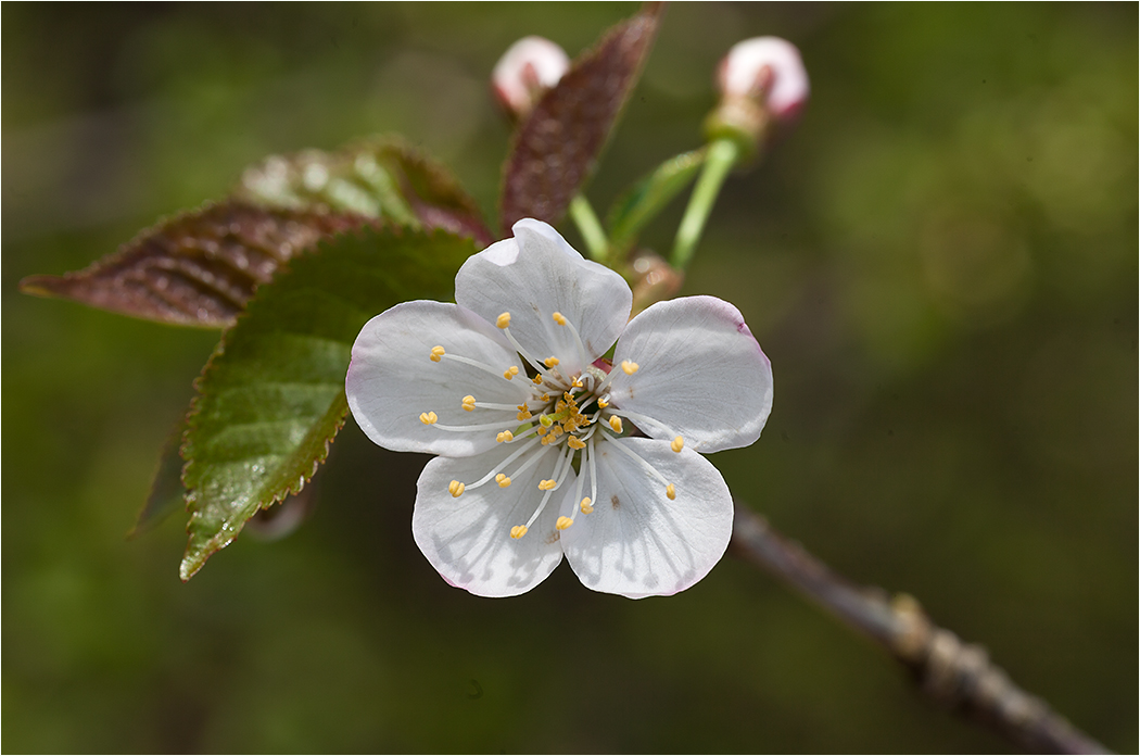 Wildkirschblüte