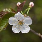 Wildkirschblüte