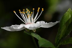 Wildkirschblüte