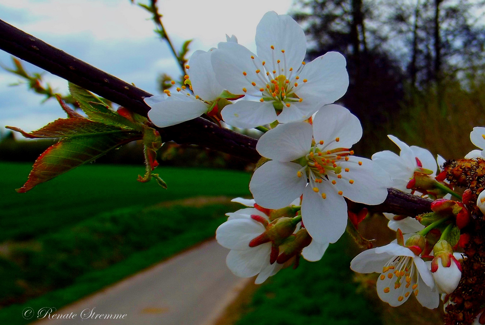 Wildkirschblüte