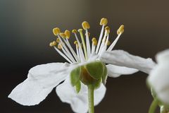 Wildkirschblüte