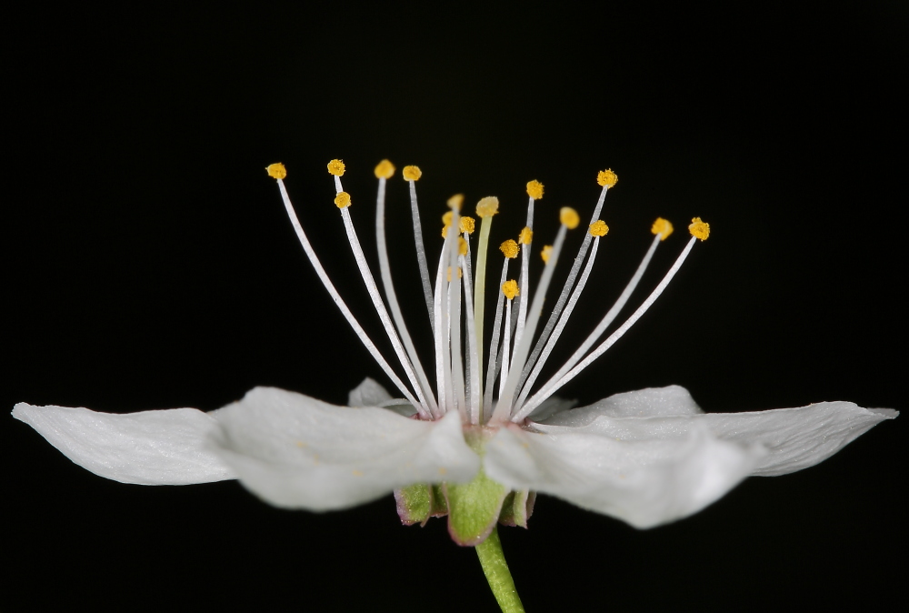 Wildkirschblüte II