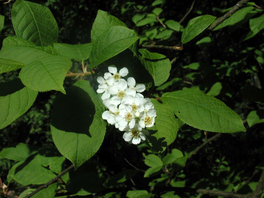 Wildkirschblüte mit Camedia 3000