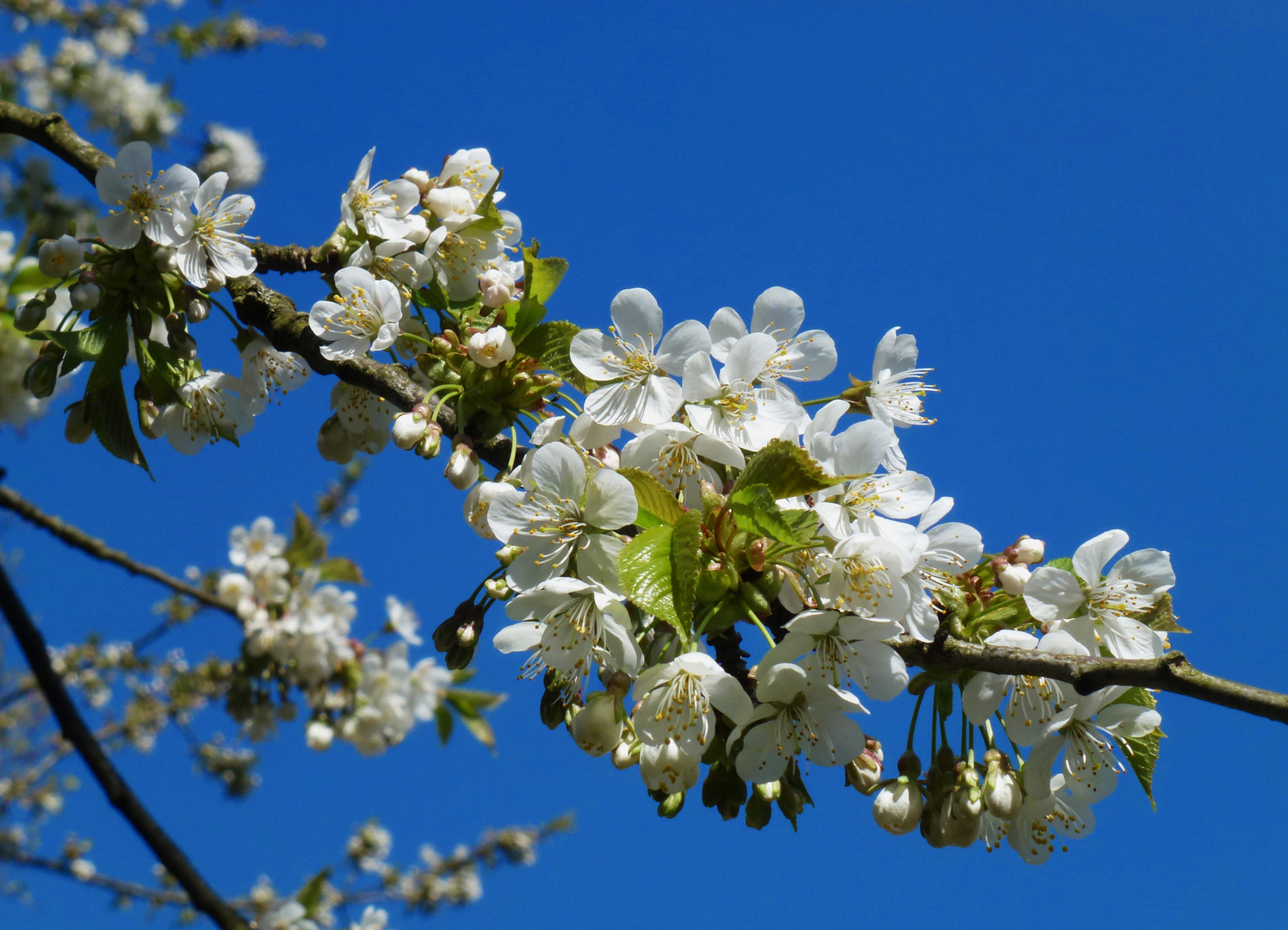 Wildkirschblüten