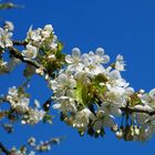 Wildkirschblüten