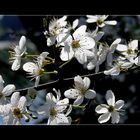 Wildkirschblüten