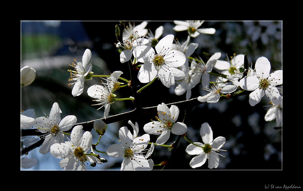 Wildkirschblüten