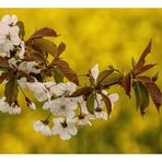 Wildkirschblüten