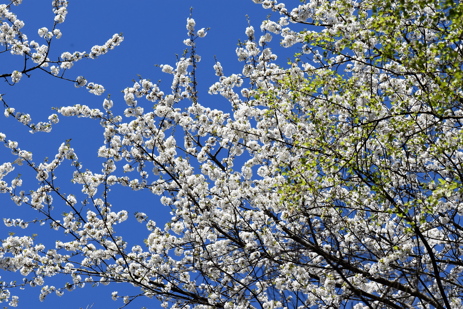 Wildkirschblüten .......