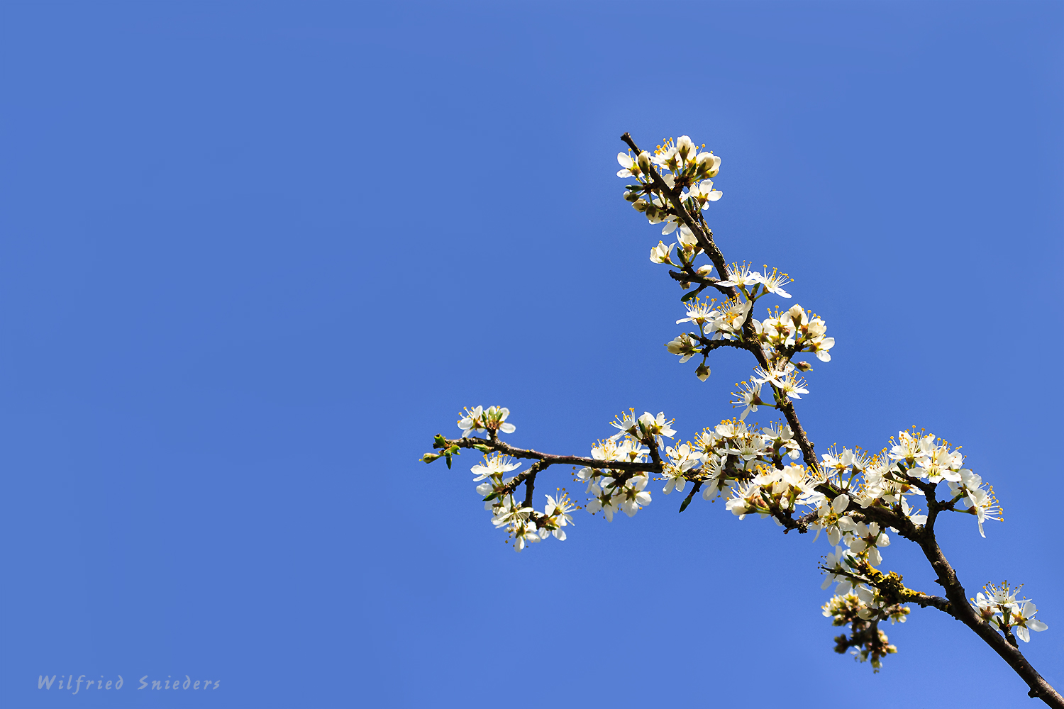 Wildkirschblüten