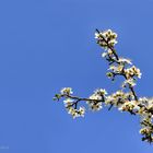 Wildkirschblüten