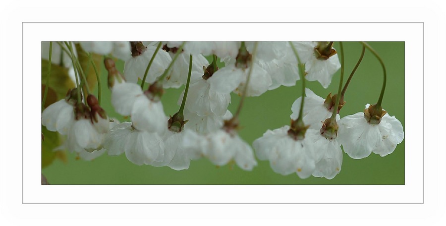 Wildkirschblüten zitternd vor Nässe