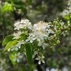 Wildkirsche anders ohne dunklen Hintergrund