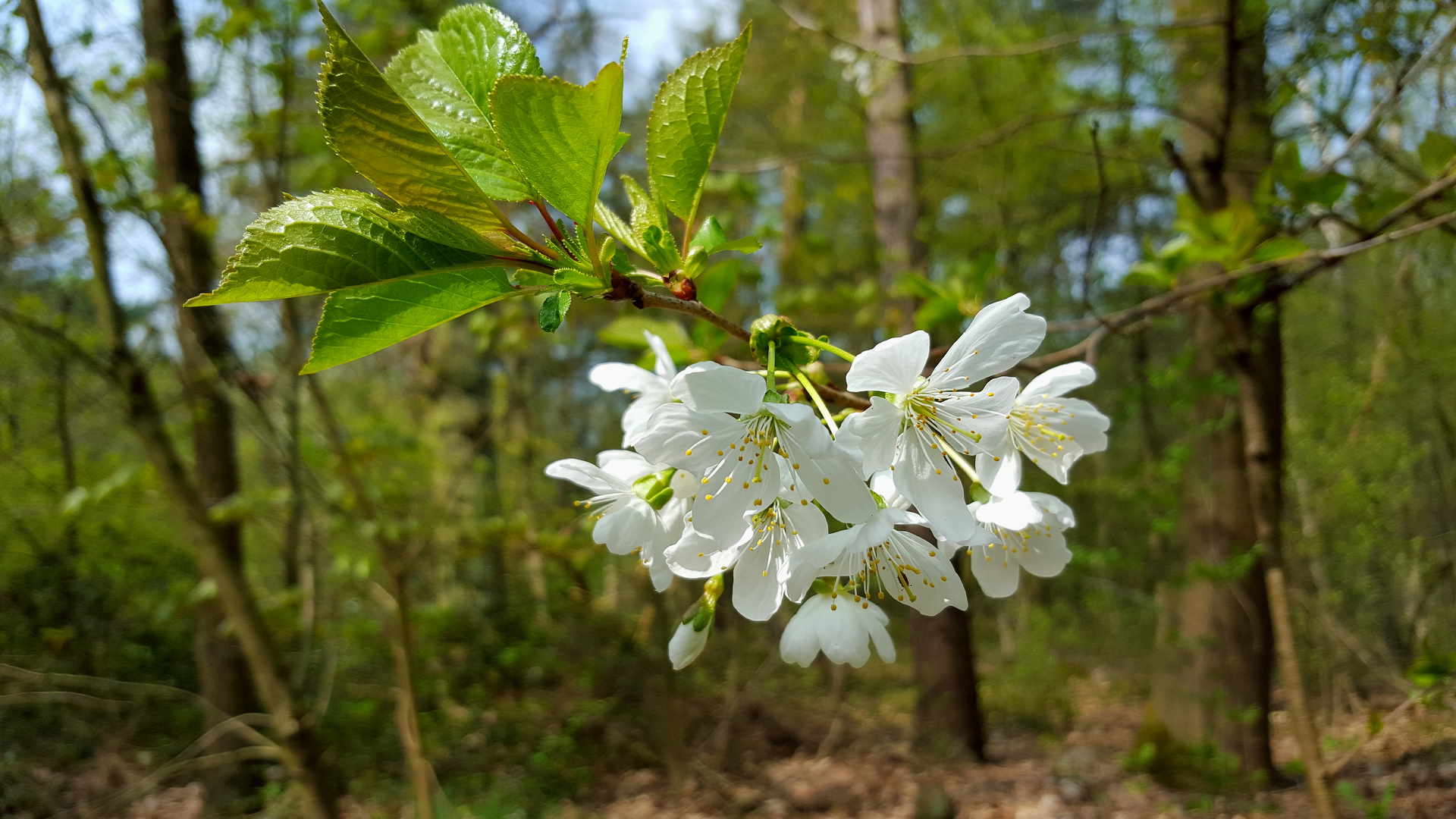 WILDKIRSCHE