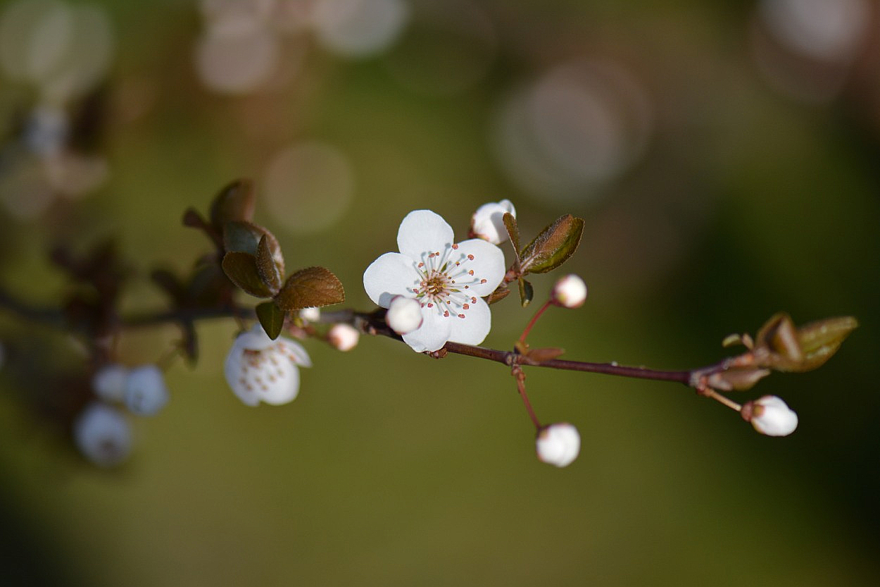 Wildkirsche - endlich Frühling