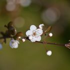 Wildkirsche - endlich Frühling