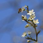 Wildkirsche erblüht....