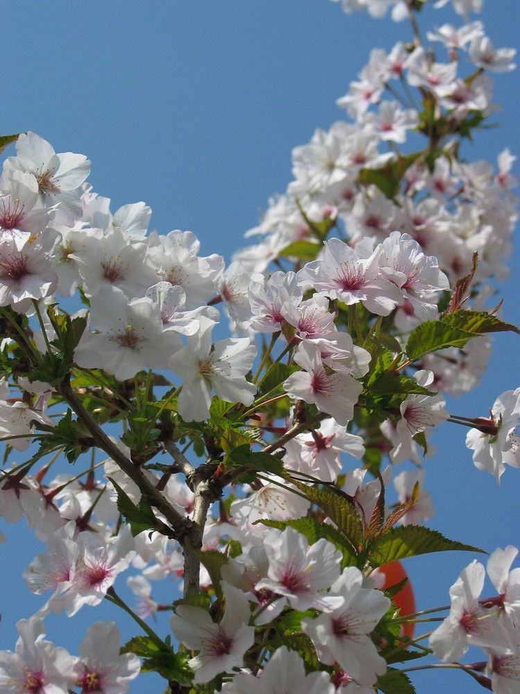 Wildkirsche im Frühling